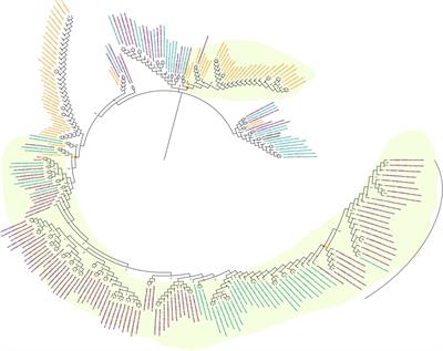 Prolonged activity of HERV-K(HML2) in Old World Monkeys accounts for recent integrations and novel recombinant variants